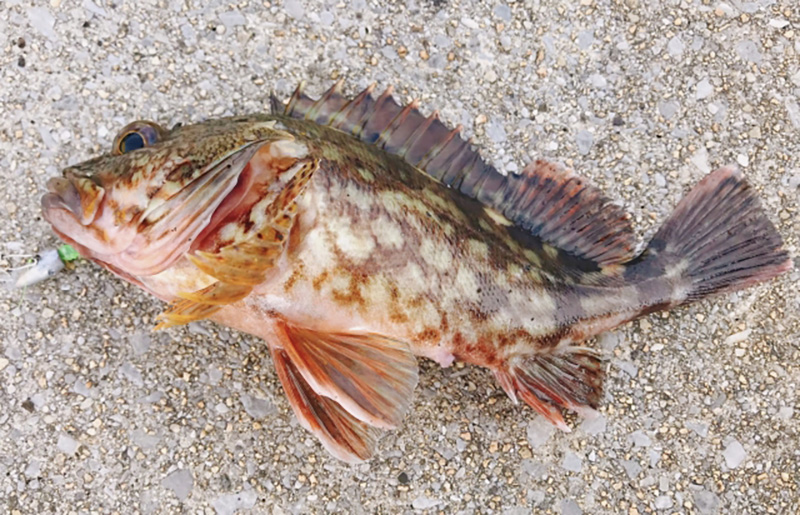 釣り物